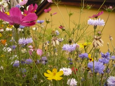 jardin2
